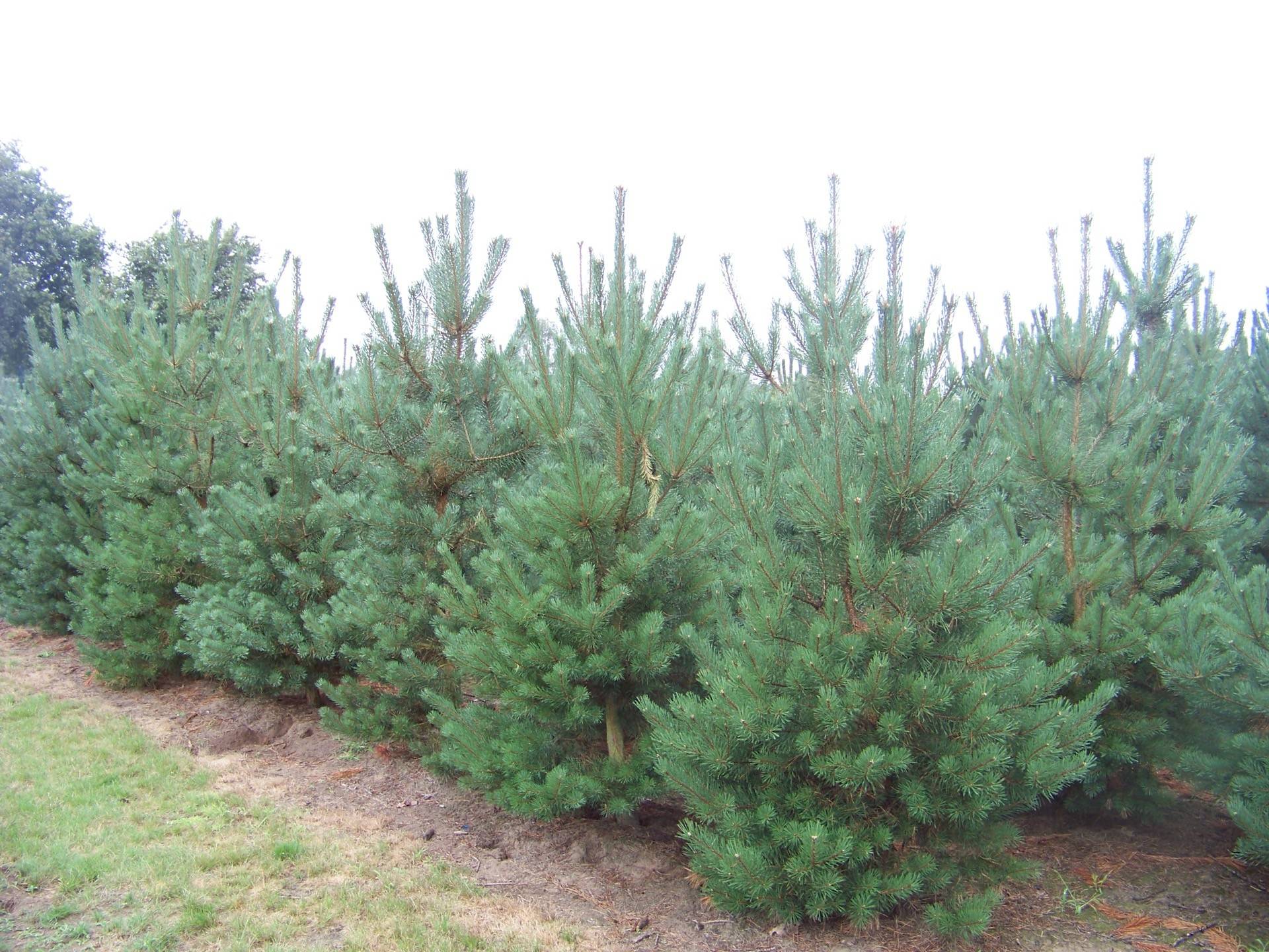 Pinus sylvestris_26